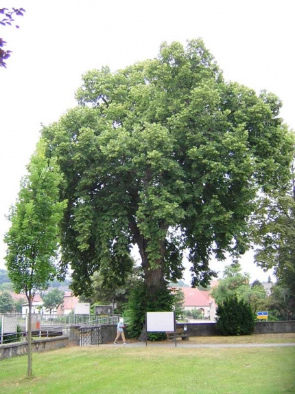 Bild 1 von Linde an der Kirche